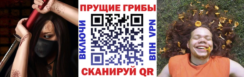 Купить закладки  Кингисепп  Галлюциногенные грибы Psilocybe 